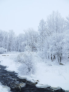 冬季风景植物群森林太阳暴风雪假期阳光公园气候照明童话图片