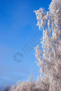 白霜冻冻结植物雾凇雪堆天气季节白色降雪风景环境图片