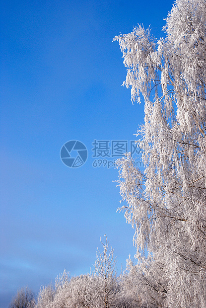 白霜冻冻结植物雾凇雪堆天气季节白色降雪风景环境图片