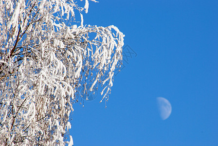 白霜冻白色降雪天气环境风景季节雾凇植物冻结雪堆图片