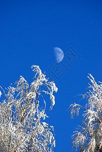 树的枝木上环境天气雪堆白色植物风景雾凇降雪分支机构季节图片