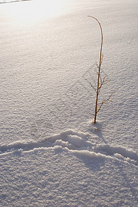 孤独的树白色反射植物植物群太阳寒冷踪迹天空打印寂寞图片