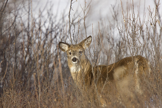 白尾鹿公园耳朵野生动物树木动物灌木丛警报环境鹿角哺乳动物图片