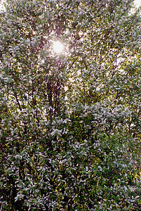 白花叶子生活果园植物阳光环境雌蕊植物学园艺季节图片