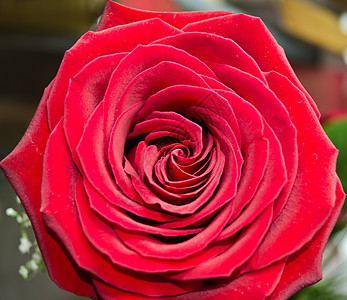 黑暗红玫瑰花瓣植物红色女王辉光花园生长花粉环境植物学图片