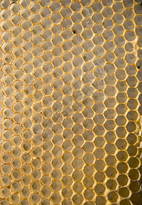 蜂窝网格橙子梳子多边形六边形蜜蜂养蜂业食物蜂蜜细胞蜂巢图片