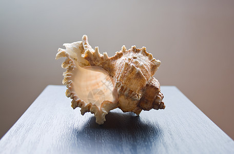 贝壳背景背光纪念品海滩蜗牛地面动物橙子海滨礼物图片