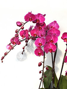 植物 花朵 蝴蝶是蓝色的兰花粉色紫红色背景图片