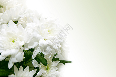 白菊花花束图片