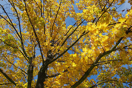 秋季叶子公园环境树叶生活风景木头农村季节树梢背景图片