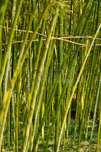 长相的乐园游客生活自然界竹子旅游业自由人地景男士公园图片