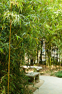 长相的乐园竹子公园生活男士游客自由人自然界地景旅游业图片