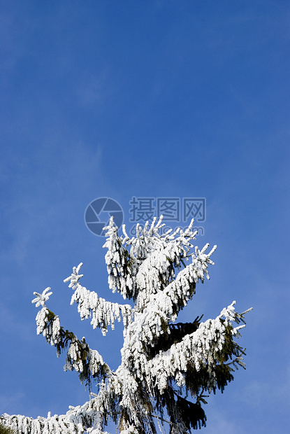 冬季寒冬树顶 有雪和图片