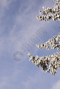 带雪和套圈的fir 树枝图片