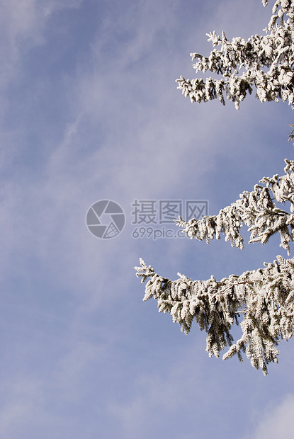 带雪和套圈的fir 树枝图片