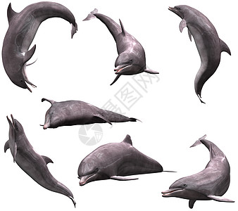 海豚演员海域群居疗法杂技脚蹼捕食者动物海洋生物快泳者图片