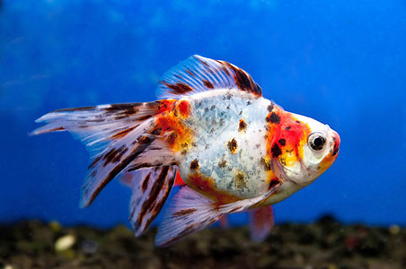 丰富多彩的鱼类潜水游泳生活水族馆动物动物园海洋野生动物旅行热带图片