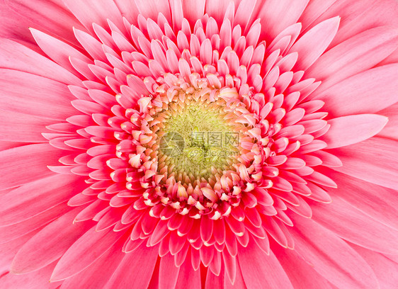 粉粉色梅花花微距雌蕊格柏花瓣植物脆弱性图片