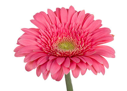 粉粉色梅花花植物格柏脆弱性白色雌蕊花瓣图片
