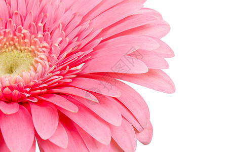 花瓣植物微距粉色雌蕊格柏脆弱性图片