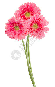 湿粉粉红梅花花卡片花瓣白色格柏植物雌蕊脆弱性粉色图片