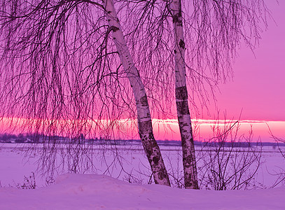 日落时 两枝白红的黄昏背景图片