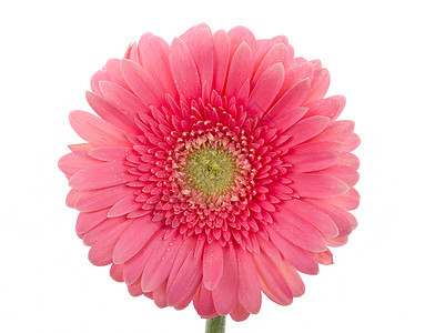 湿粉粉红梅花花植物花瓣粉色格柏白色雌蕊脆弱性图片