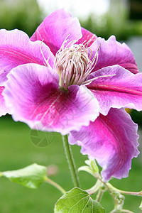有花园背景的clematis花朵图片