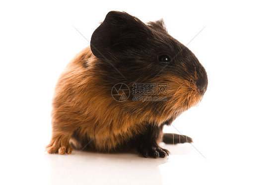 婴儿实验性小猪棕色工作室宠物鼻子食物仓鼠爪子白色反射沙鼠图片