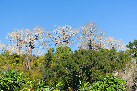 马达加斯加 Baobabs场地植被天空植物风景蓝色森林旅游太阳热带图片