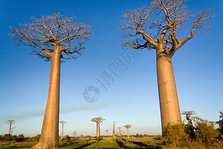 Baobab树太阳团体荒野植物树干异国旅游场地旅行植物群图片