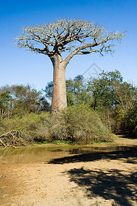 Baobabs树图片