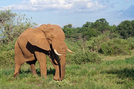 大象野生动物公园马拉哺乳动物草原旅游动物灌木丛假期大草原图片