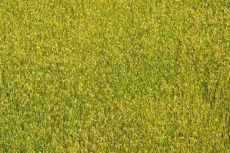 稻田实地背景文化草地食物乡村场地绿色种植园农场植物粮食图片