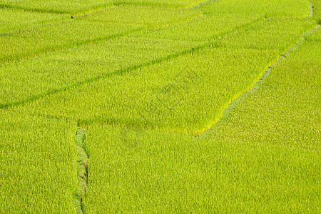 稻田实地背景草地热带文化粮食农场风景食物绿色收成植物图片