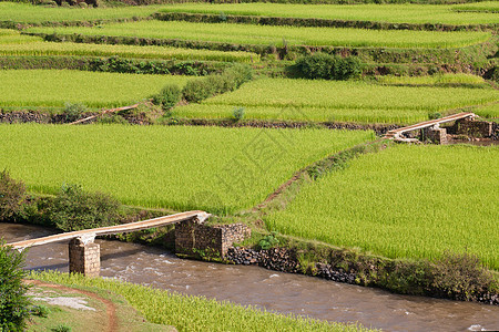 稻田地景观植物农村种植园稻田绿色场地热带草地收成乡村图片