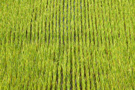 稻田实地背景食物文化绿色热带植物场地农场乡村草地种植园图片