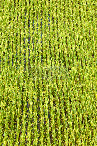 稻田实地背景草地食物绿色粮食热带收成种植园风景乡村植物图片