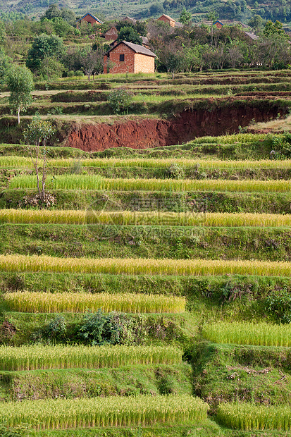 稻田字段房子植物热带粮食文化乡村场地草地收成种植园图片