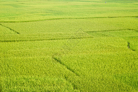 稻田字段草地植物风景收成生长种植园场地绿色文化农村高清图片