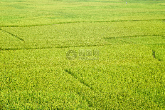 稻田字段草地植物风景收成生长种植园场地绿色文化农村图片