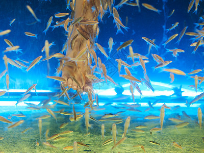 鱼水游泳女性温泉治疗蓝色女孩呵护水族馆图片