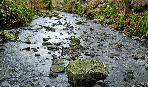 串流银行蕨类森林河岸岩石流动巨石溪流图片