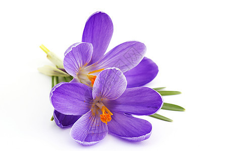 Ccrocus  春天的花朵季节性花园气候女性化地面香味蓝色季节亮度紫色图片