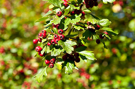 红莓果食物绿色植物衬套森林树木山楂季节枝条红色图片