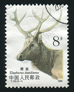 邮票耳朵毛皮动物群森林卡片外套爱好邮戳国家收集图片
