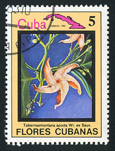 邮票邮资信封邮局植物植物学爱好花蕾植物群花瓣收集图片