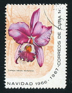 邮票花瓣地址爱好热带植物群生物学邮局收集邮政植物图片