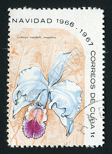 邮票邮局邮戳花瓣邮政地址收集热带生物学卡片花蕾图片