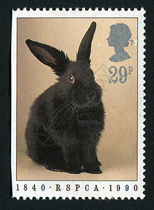 邮票集邮爱好邮戳兔子动物群动物邮局邮资信封邮件图片